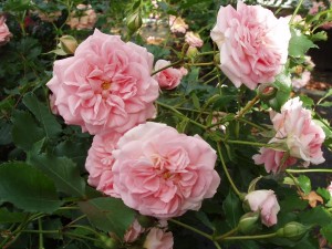 PRETTY IN PINK (Ground cover)